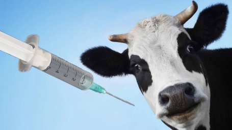Укол ценою в жизнь!  О Важности вакцинации домашних и сельскохозяйственных животных!