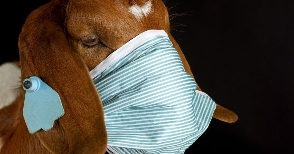 О чём нам говорит кашель и чихание у животных?